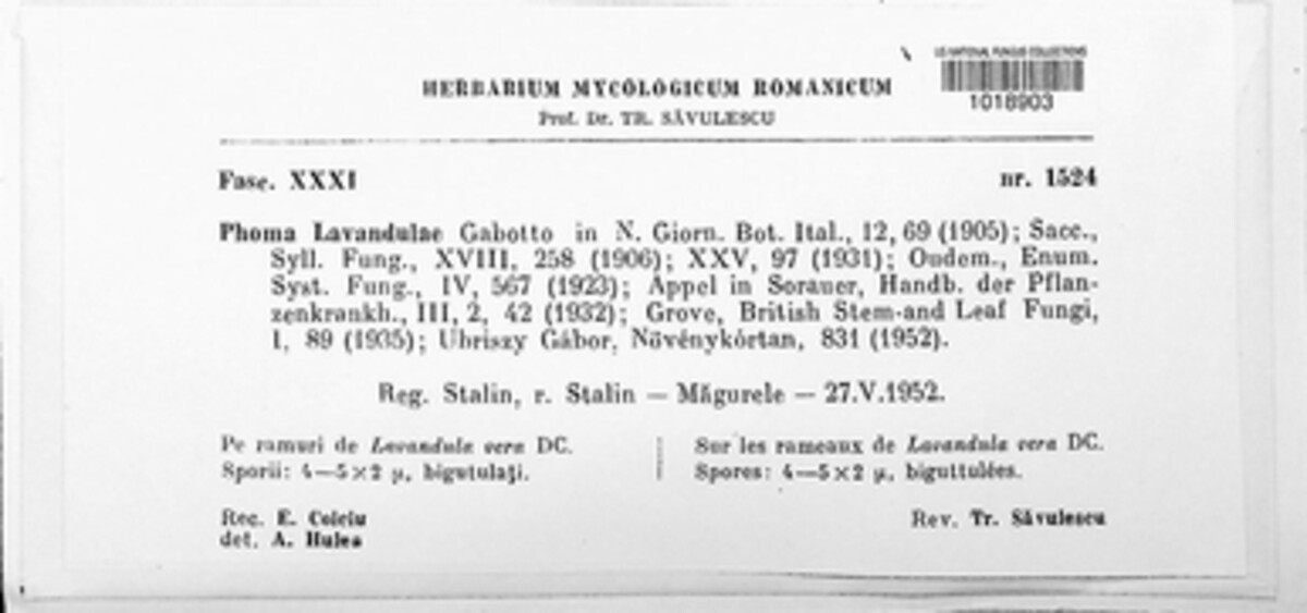 Phomopsis lavandulae image